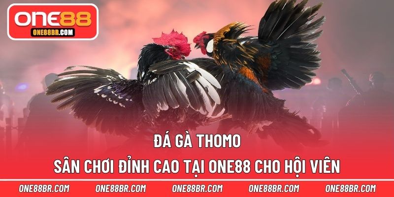 Đá gà Thomo