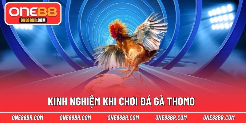 Kinh nghiệm khi chơi đá gà Thomo
